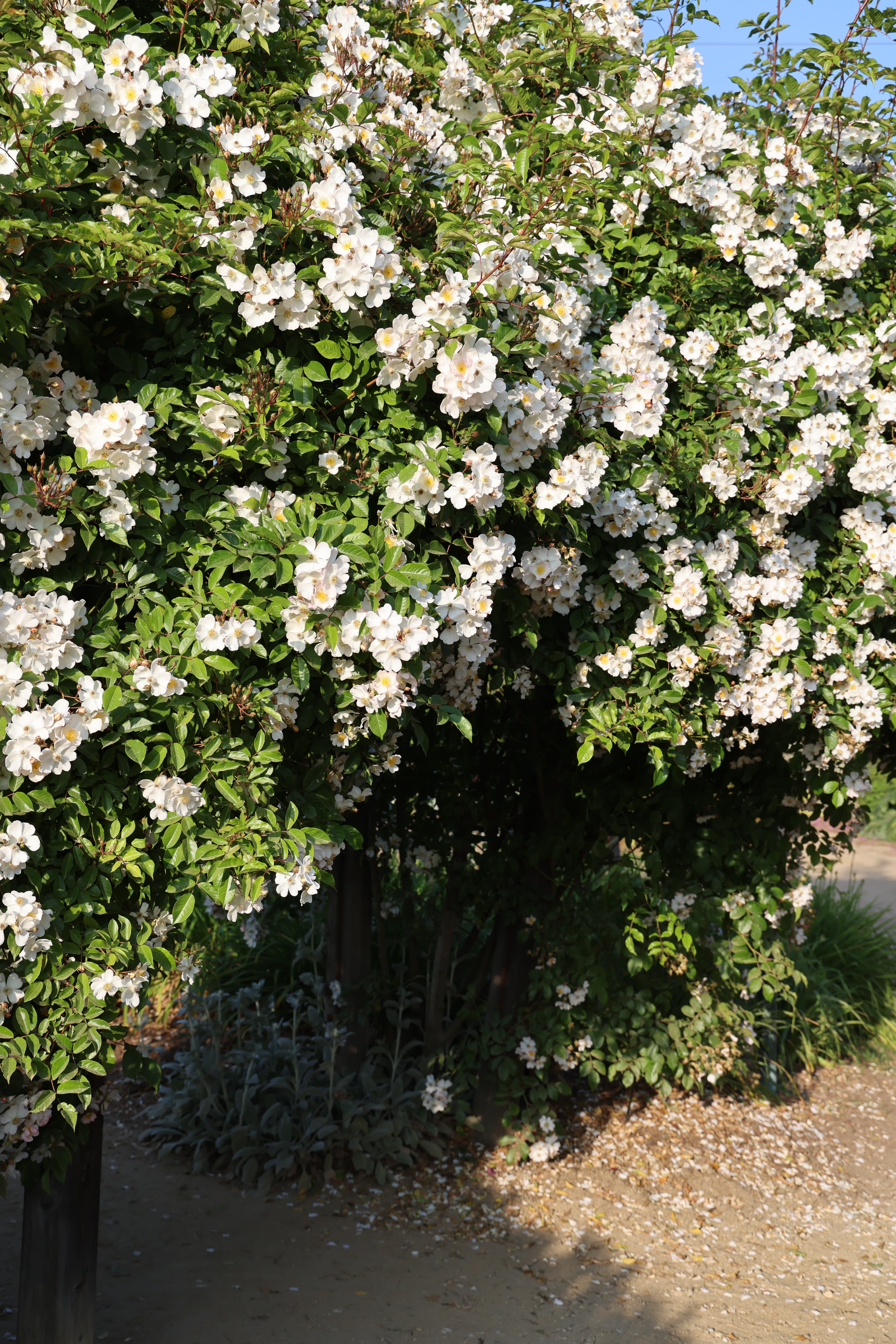 Decorative header